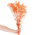 Tørrede blomsterbuket med babyånde Gypsophila 75 cm 100 g | Floristik24.dk