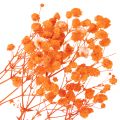 Tørrede blomsterbuket med babyånde Gypsophila 75 cm 100 g | Floristik24.dk
