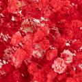 Tørret babyånde (Gypsophila) bundt 75 cm 100 g | Floristik24.dk