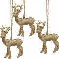 Floristik24 Julevedhæng rensdyr deco hjorte guld 9,5cm 4stk