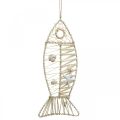 Floristik24 Maritim fiskedekoration med fletværk og skaller, dekorationsbøjle fisk form 38cm
