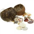 Floristik24 Kokosskål med skaller, naturlig planteskål, kokosnød som hængekurv Ø13,5/11,5 cm, sæt med 2 stk.