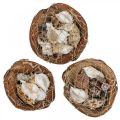 Floristik24 Halv kokosskal deco skaller snegleskaller deco 18–19cm 3 stk.