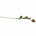 Hasselnød gren grøn / brun 84cm | Floristik24.dk