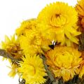 Floristik24 Strawflower gule tørrede tørrede blomster dekorative bundt 75g