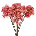 Floristik24 Ældreblomst gren lyserød 54,5 cm 4stk