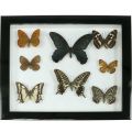 Floristik24 Showcase sommerfugl 28 cm x 25 cm