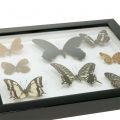 Floristik24 Showcase sommerfugl 28 cm x 25 cm