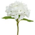 Floristik24 Dekorativ hortensia hvid 36cm