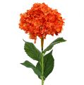 Floristik24 Hortensia orange 80 cm 1p