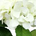 Floristik24 Hortensia hvid L54cm 1p