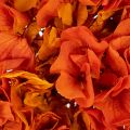 Hortensia, konserveret og