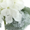 Floristik24 Hortensia hvid med sneeffekt 25cm