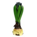 Floristik24 Hyacint med løgblå 15 cm 3stk