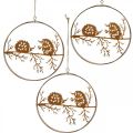 Floristik24 Metal vedhæng, pindsvin på gren, efterårsdekoration, dekorativ ring, rustfrit stål stel Ø15,5cm 3stk