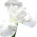 Floristik24 Iris kunstigt hvid 78 cm