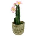 Floristik24 Kaktus i en gryde med blomsterrosa H 21cm