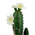 Floristik24 Kaktus i en gryde med blomst 21 cm hvid