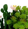 Floristik24 Kaktus med blomst 14cm i trækasse