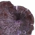 Kalix champignon lilla, hvidvasket 100stk