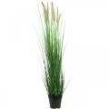 Floristik24 Kunstig siv i potte med pigge Carex kunstplante 98cm