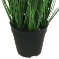 Floristik24 Kunstig siv i potte med pigge Carex kunstplante 98cm