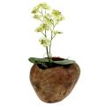 Floristik24 Kokos til plantning af naturen 16cm x 22cm H14cm