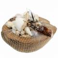 Floristik24 South Sea dekoration kokosnød med muslinger 20cm 250g