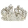 Floristik24 Maritim dekoration koralhvid kunstig polyresin lille 13,5x12 cm
