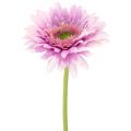 Floristik24 Kunstige Gerbera Haveblomster, Lilla, 47 cm, 6 stk.