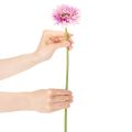 Kunstige Gerbera Haveblomster, Lilla, 47 cm, 6 stk. | Floristik24.dk
