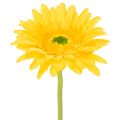 Floristik24 Kunstige Gerberablomster, Solgul, Haveblomst, 47 cm, 6 stk.