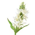 Floristik24 Kunstig blomstermælk stjerne hvid 50cm