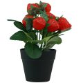 Floristik24 Kunstig jordbærplante i potte kunstig plante 19cm