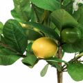 Floristik24 Kunstigt citrontræ i potte Citrontræ H57cm