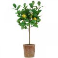 Floristik24 Kunstigt citrontræ i potte Citrontræ 58cm