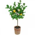 Floristik24 Kunstigt citrontræ i potte Citrontræ 58cm