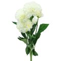 Floristik24 Kunstige blomster dekorative dahlia kunstige hvide 50cm