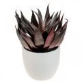Floristik24 Kunstig Aloe Vera Plante i Potte Dekorativ Plante Grøn H20cm