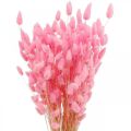 Floristik24 Lagurus Tørret kaninhale Græs Pink 65-70cm 100g