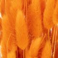 Lagurus-bundt af fløjlsgræs, tørret, 70 cm, 100 g | Floristik24.dk