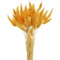 Floristik24 Lagurus gult fløjlsgræs kaninhalegræs L40–55 cm 25 g