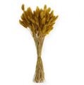 Floristik24 Dekorativ græs gylden gul Lagurus 100gr
