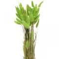 Floristik24 Fløjlsgræsgrøn, lagurus, tør dekoration, tørret sødt græs L18-50cm 25g