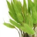 Floristik24 Fløjlsgræsgrøn, lagurus, tør dekoration, tørret sødt græs L18-50cm 25g