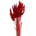 Floristik24 Dekorativt græsrødt, lagurus, fløjlsgræs, tørblomstret L30–50cm 20g