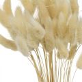 Floristik24 Dekorativt græs, bleget sødt græs, Lagurus ovatus, fløjlsgræs L40–55cm 25g
