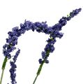 Floristik24 Lavendelbusk 55cm blå