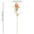 Kunstig Protea Leucadendron-blomst med lang stilk, 65 cm, 3 stk. | Floristik24.dk