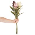 Protea kunstig blomst Leucadendron 100cm 3 stk | Floristik24.dk